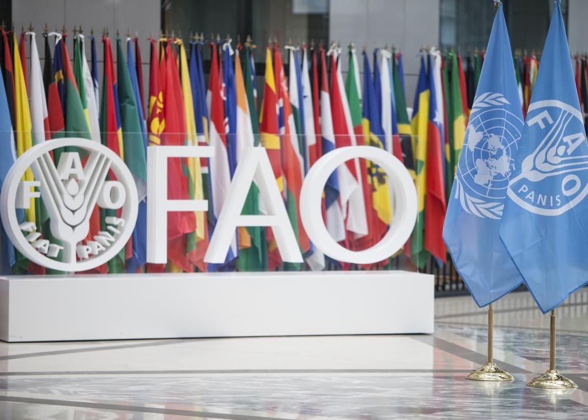FAO Internship 2026 in Rome, Italy – Paid UN Opportunity